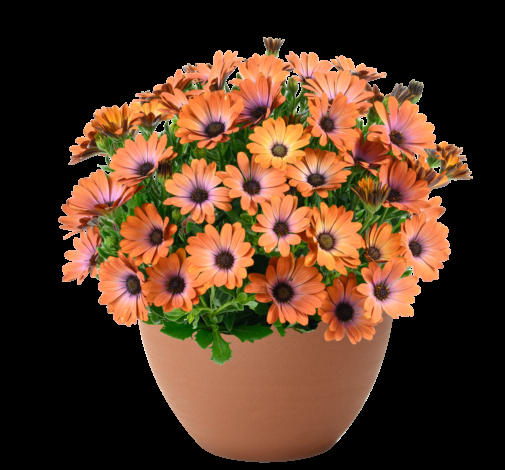 Osteospermum 'besties Devoted Purple' - View 17 from www redcrocus com