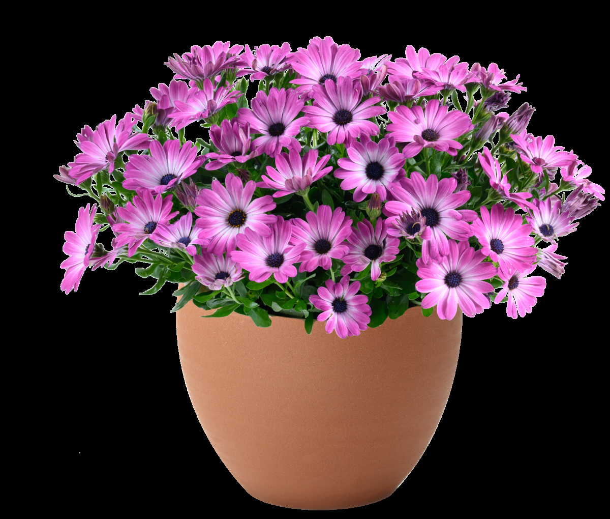Osteospermum 'besties Devoted Purple' - View 18 from www redcrocus com
