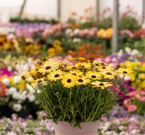 Osteospermum 'besties Devoted Purple' - View 19 from www redcrocus com