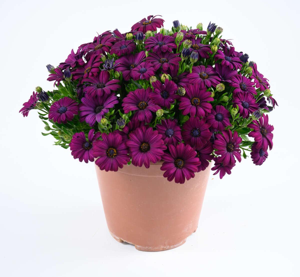 Osteospermum 'besties Devoted Purple' - View 1 from www redcrocus com