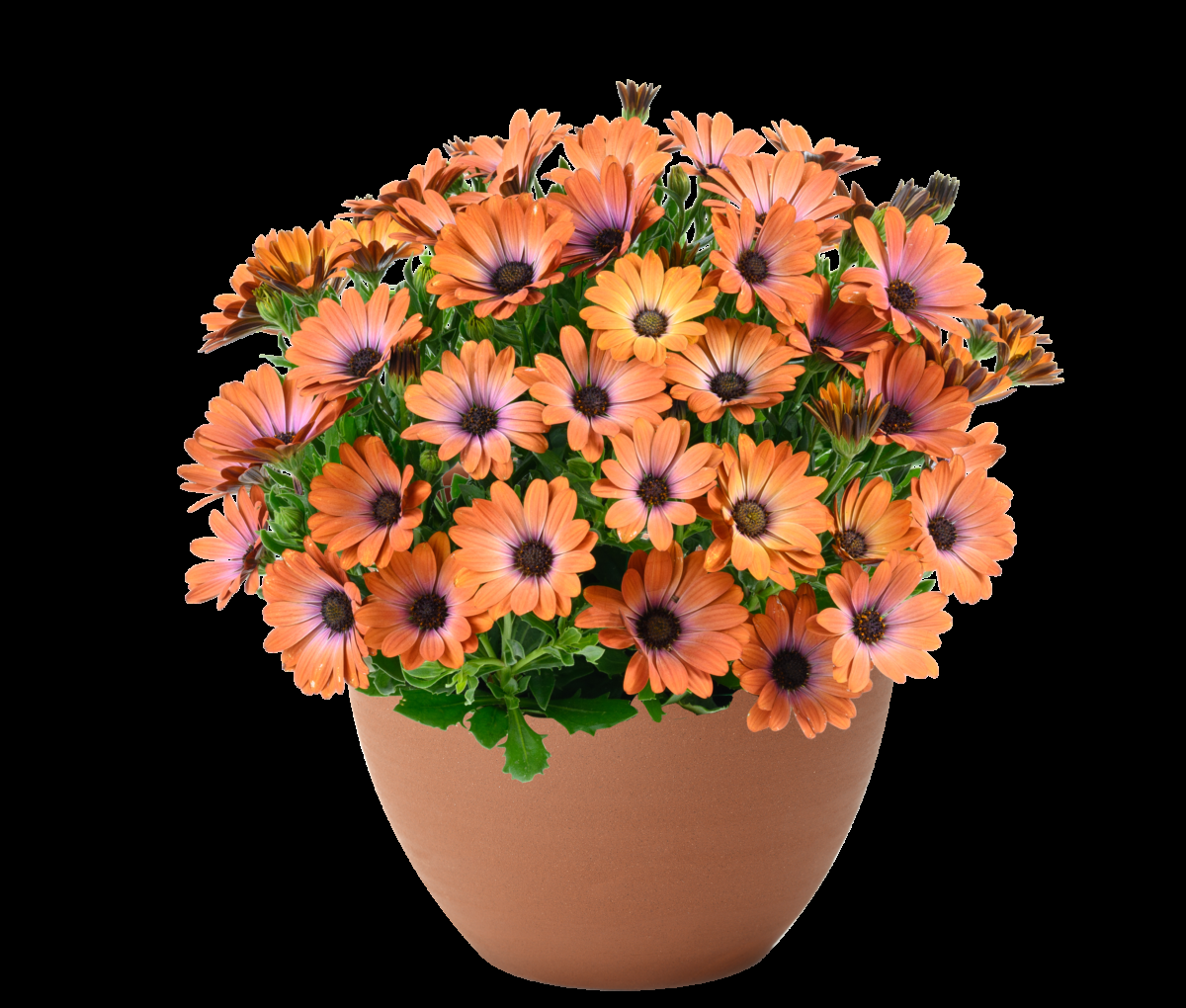 Osteospermum 'besties Devoted Purple' - View 20 from www redcrocus com