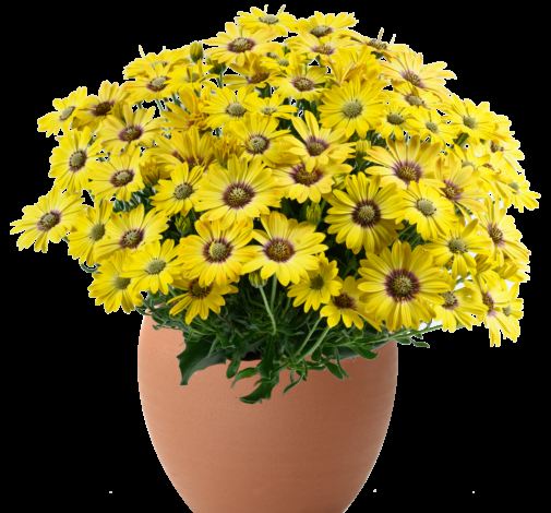 Osteospermum 'besties Devoted Purple' - View 21 from www redcrocus com