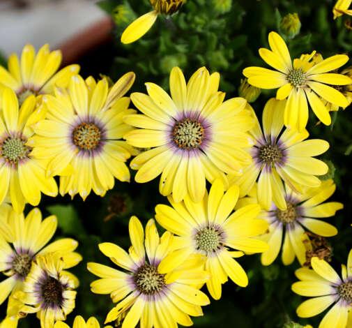 Osteospermum 'besties Devoted Purple' - View 22 from www redcrocus com