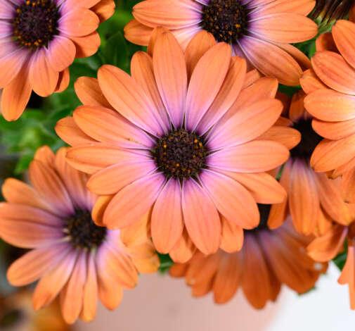 Osteospermum 'besties Devoted Purple' - View 23 from www redcrocus com