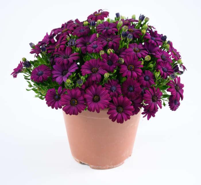 Osteospermum 'besties Devoted Purple' - View 25 from www redcrocus com
