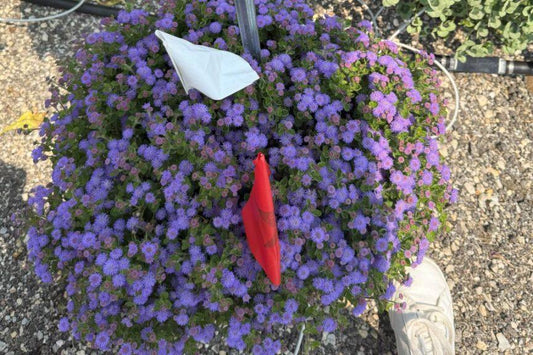 Osteospermum 'besties Devoted Purple' - View 27 from www redcrocus com