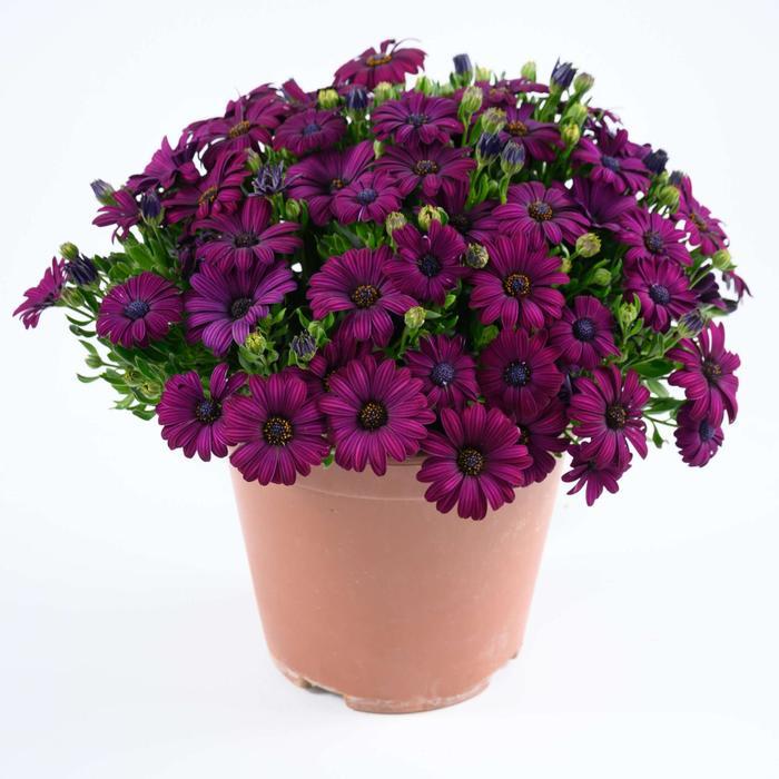 Osteospermum 'besties Devoted Purple' - View 28 from www redcrocus com