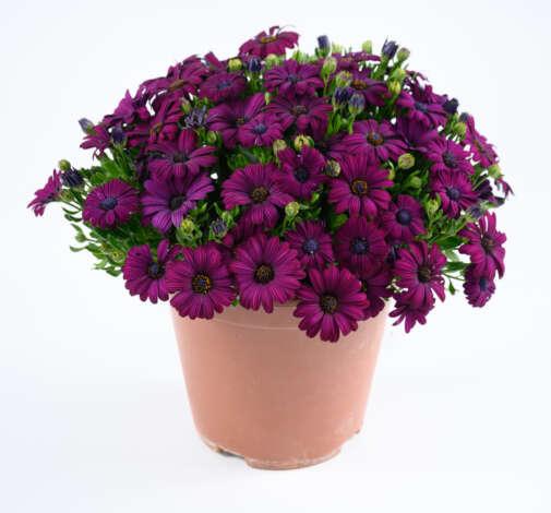 Osteospermum 'besties Devoted Purple' - View 2 from www redcrocus com