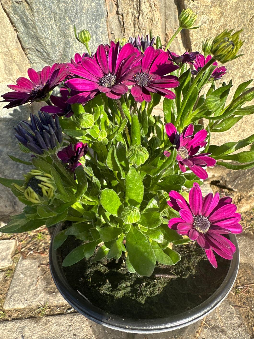 Osteospermum 'besties Devoted Purple' - View 30 from www redcrocus com