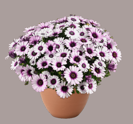 Osteospermum 'besties Devoted Purple' - View 31 from www redcrocus com