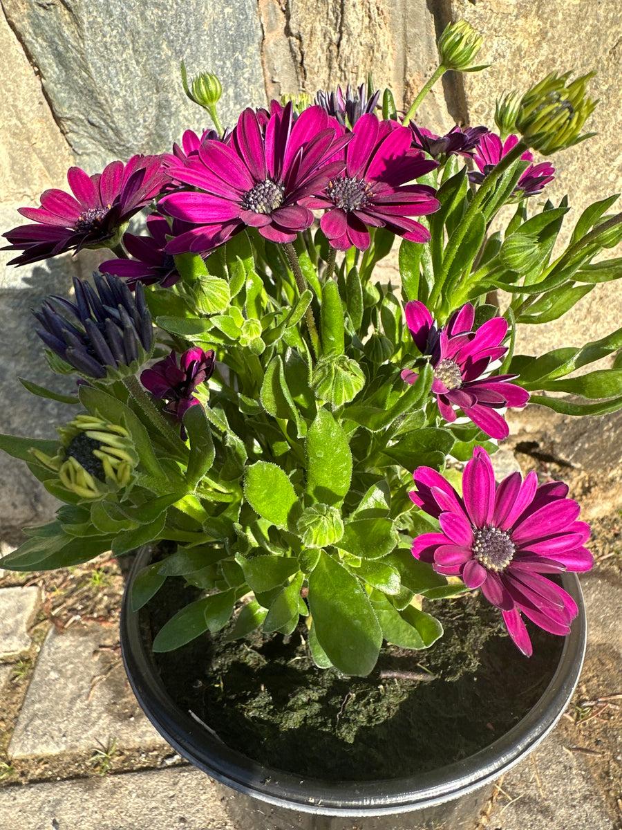 Osteospermum 'besties Devoted Purple' - View 34 from www redcrocus com