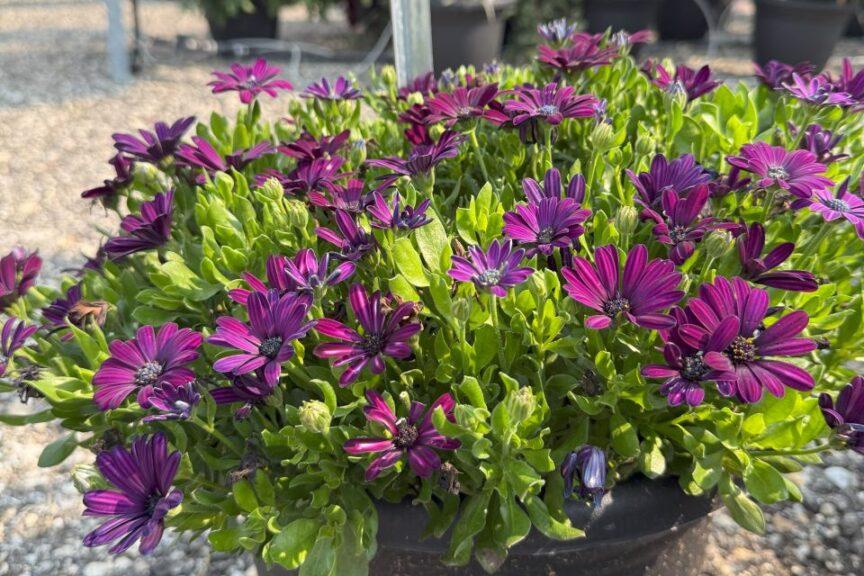 Osteospermum 'besties Devoted Purple' - View 5 from www redcrocus com