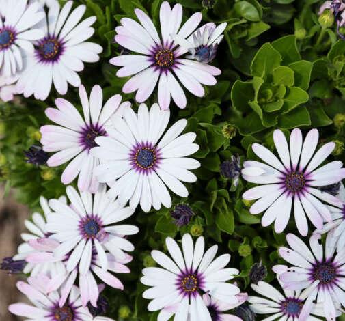Osteospermum 'besties Devoted Purple' - View 9 from www redcrocus com