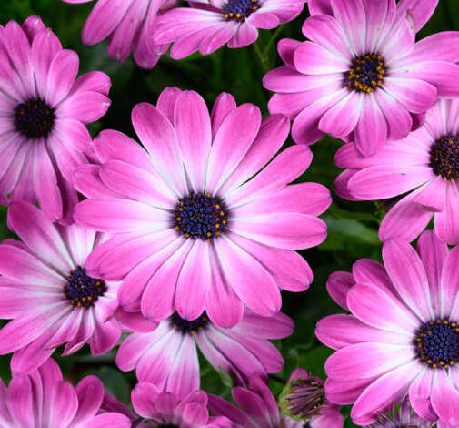 Osteospermum 'besties Trusty Amethyst' - View 12 from www redcrocus com