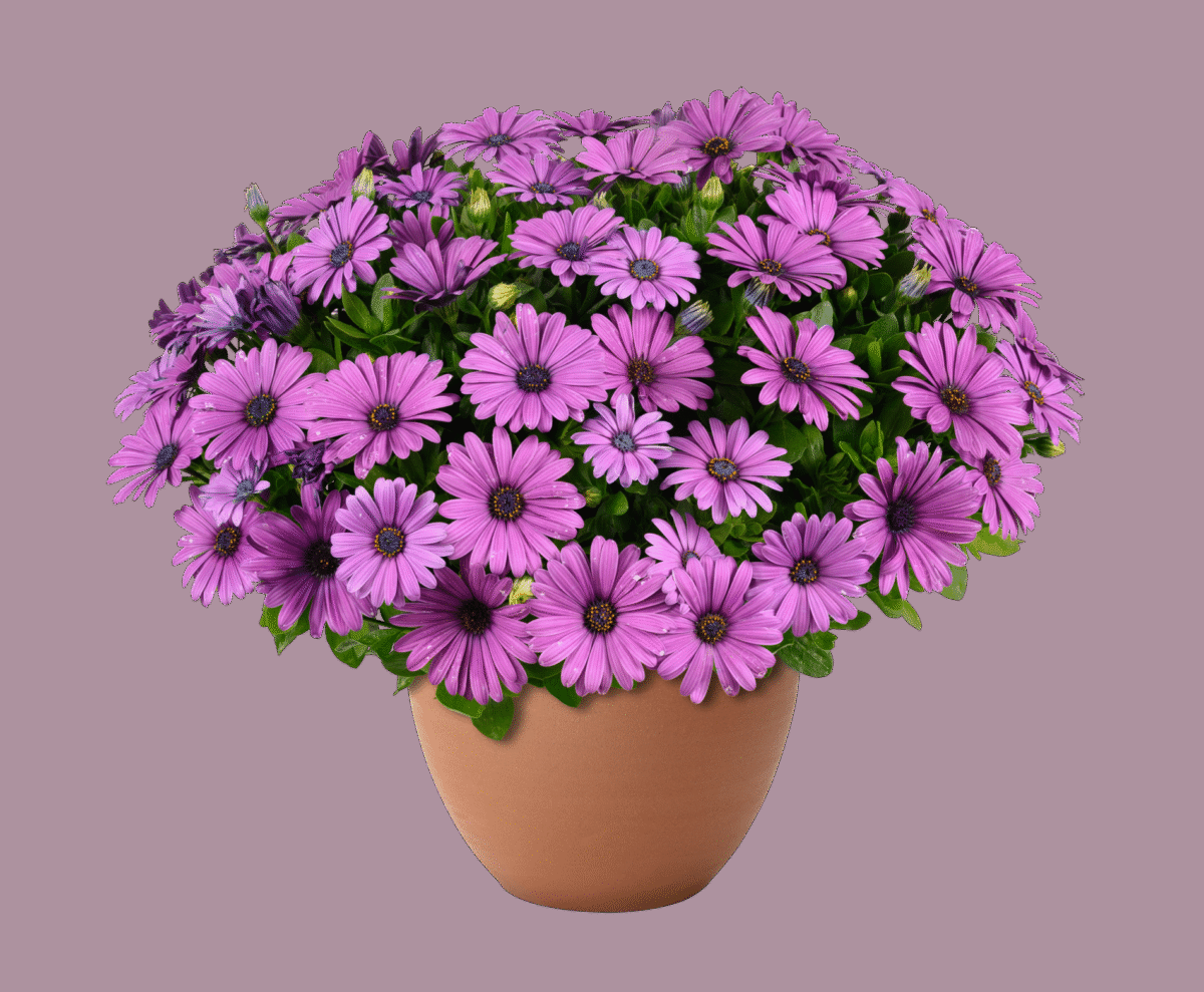 Osteospermum 'besties Trusty Amethyst' - View 15 from www redcrocus com