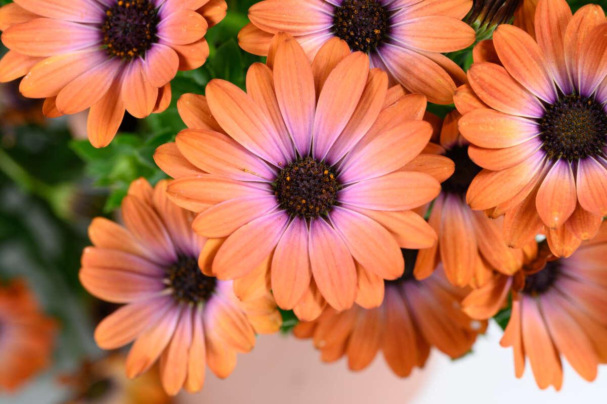 Osteospermum 'besties Trusty Amethyst' - View 18 from www redcrocus com