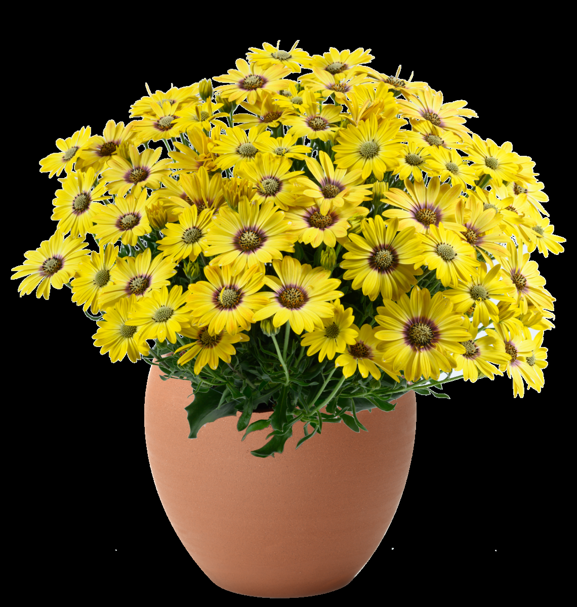 Osteospermum 'besties Trusty Amethyst' - View 22 from www redcrocus com