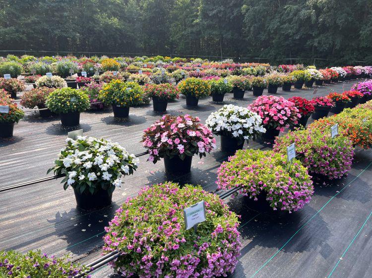 Osteospermum 'besties Trusty Amethyst' - View 26 from www redcrocus com