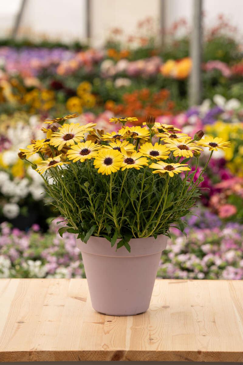 Osteospermum 'besties Trusty Amethyst' - View 27 from www redcrocus com