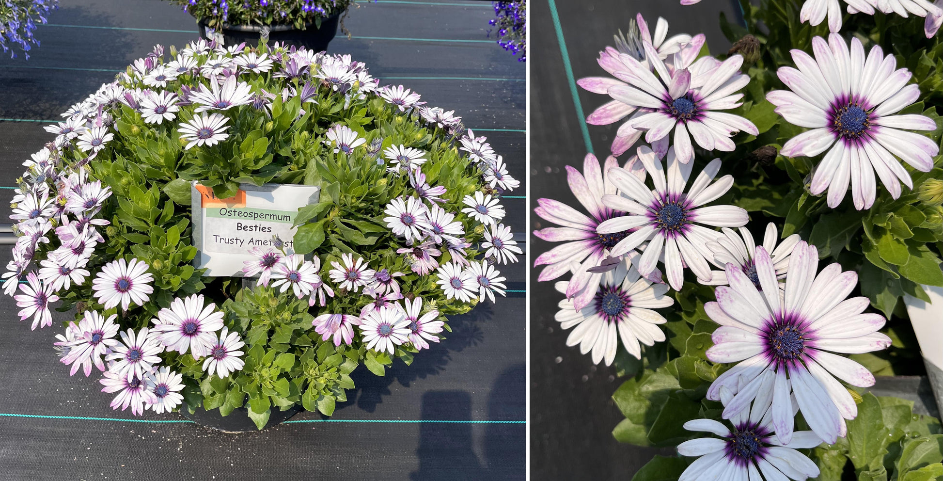 Osteospermum 'besties Trusty Amethyst' - View 3 from www redcrocus com