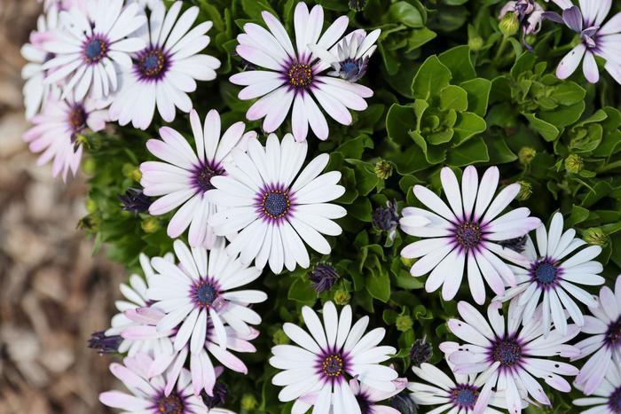 Osteospermum 'besties Trusty Amethyst' - View 4 from www redcrocus com