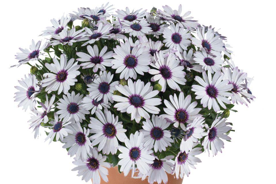 Osteospermum 'besties Trusty Amethyst' - View 5 from www redcrocus com
