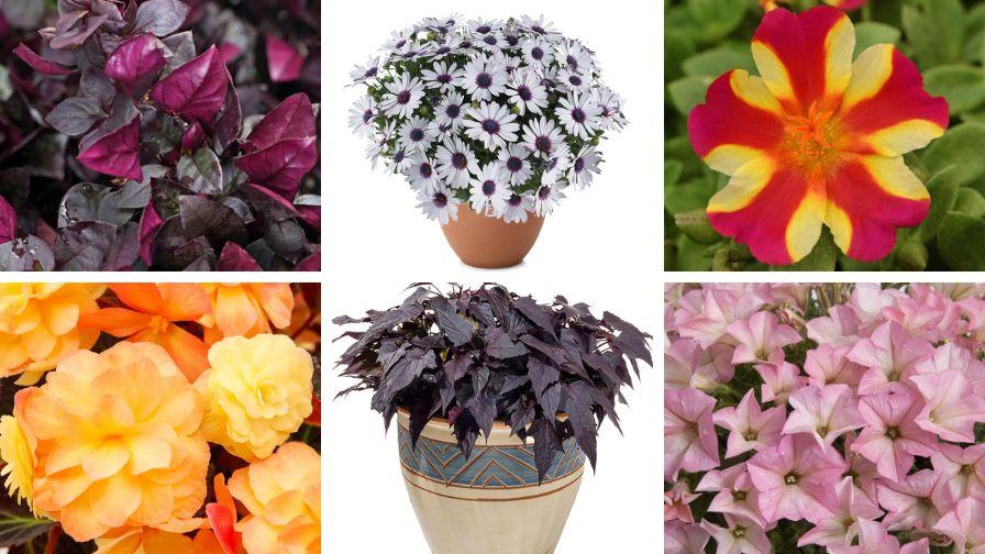 Osteospermum 'besties Trusty Amethyst' - View 6 from www redcrocus com