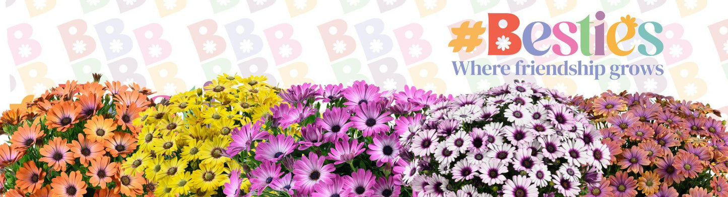 Osteospermum 'besties Trusty Amethyst' - View 9 from www redcrocus com