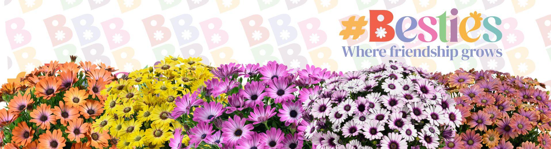 Osteospermum 'besties Trusty Amethyst' - View 9 from www redcrocus com