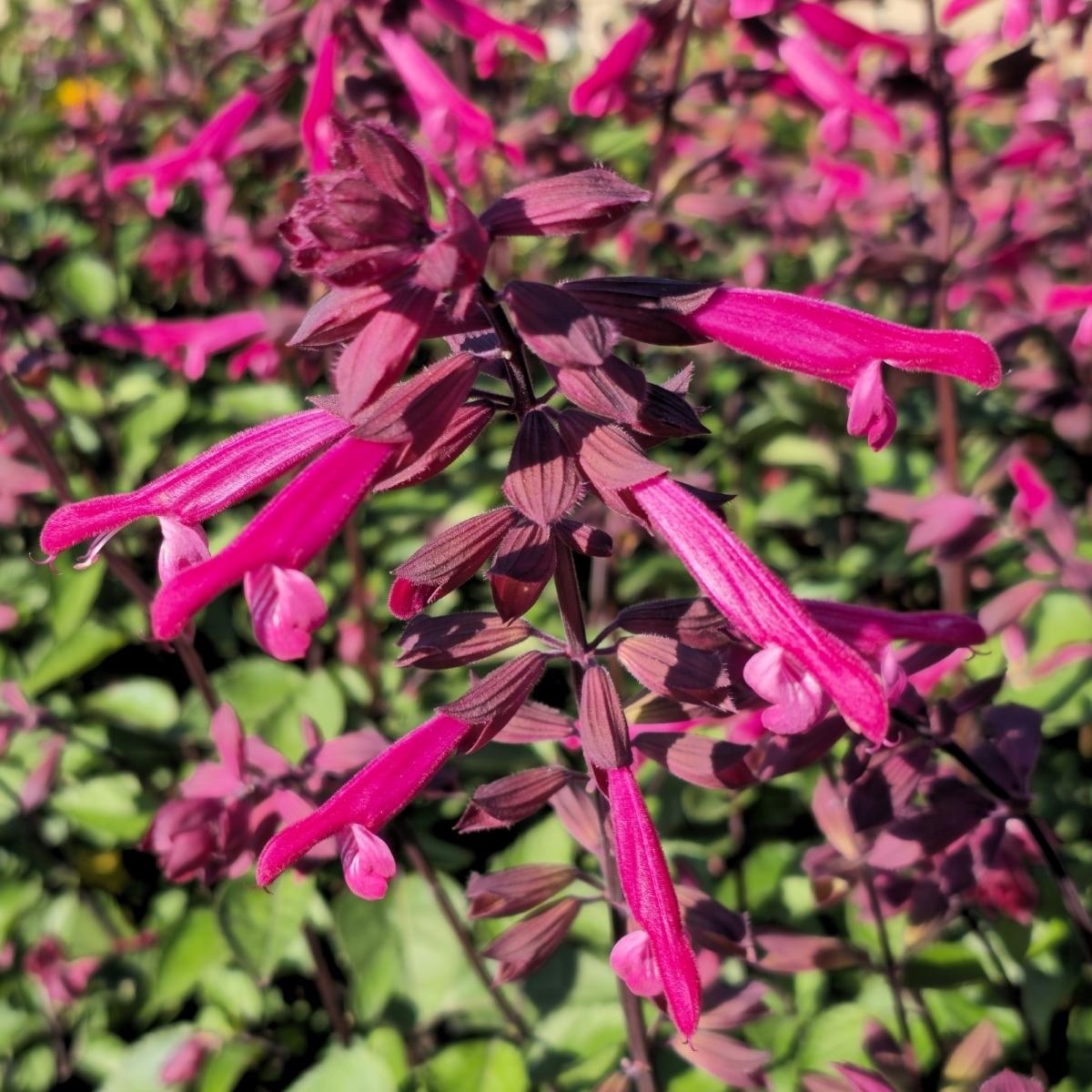 Salvia 'skyscraper Pink' - View 10 from www redcrocus com