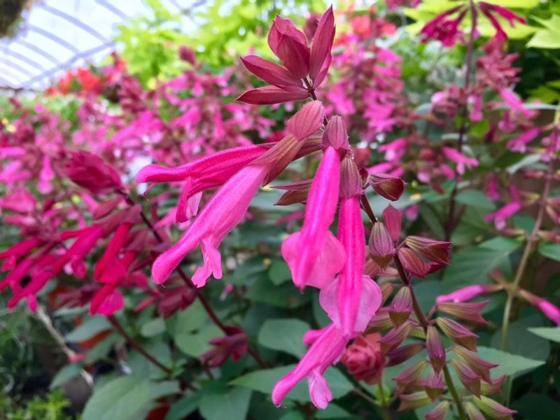 Salvia 'skyscraper Pink' - View 11 from www redcrocus com