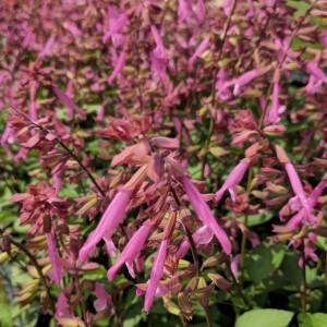 Salvia 'skyscraper Pink' - View 12 from www redcrocus com