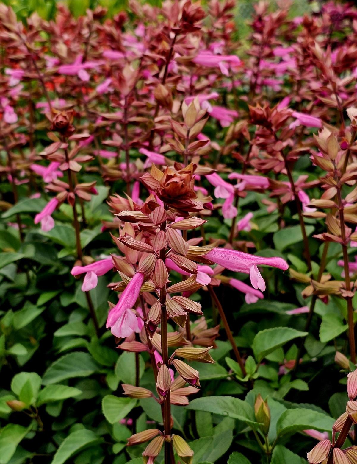 Salvia 'skyscraper Pink' - View 13 from www redcrocus com
