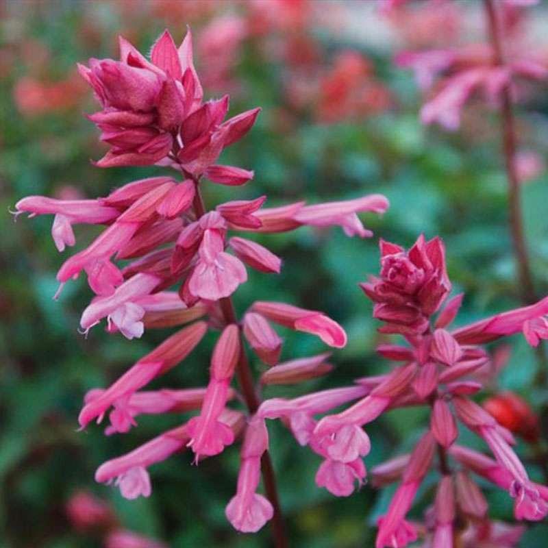 Salvia 'skyscraper Pink' - View 14 from www redcrocus com