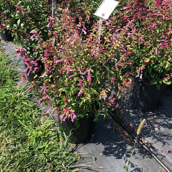 Salvia 'skyscraper Pink' - View 15 from www redcrocus com
