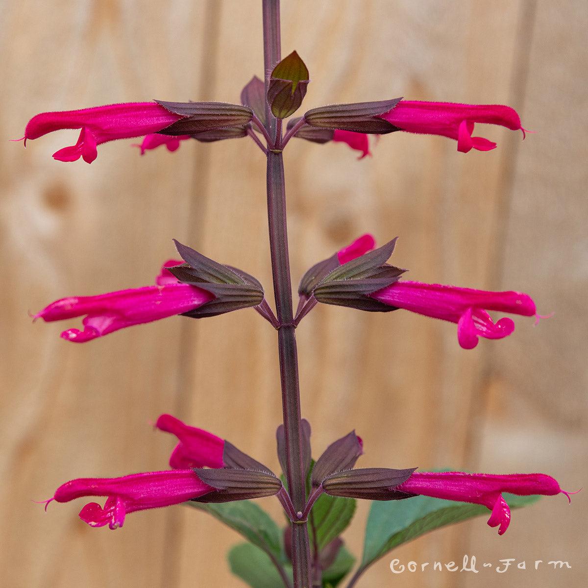 Salvia 'skyscraper Pink' - View 17 from www redcrocus com