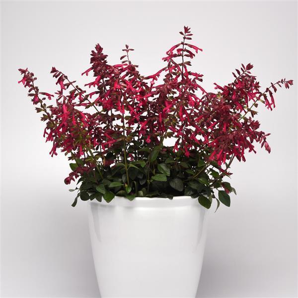 Salvia 'skyscraper Pink' - View 18 from www redcrocus com