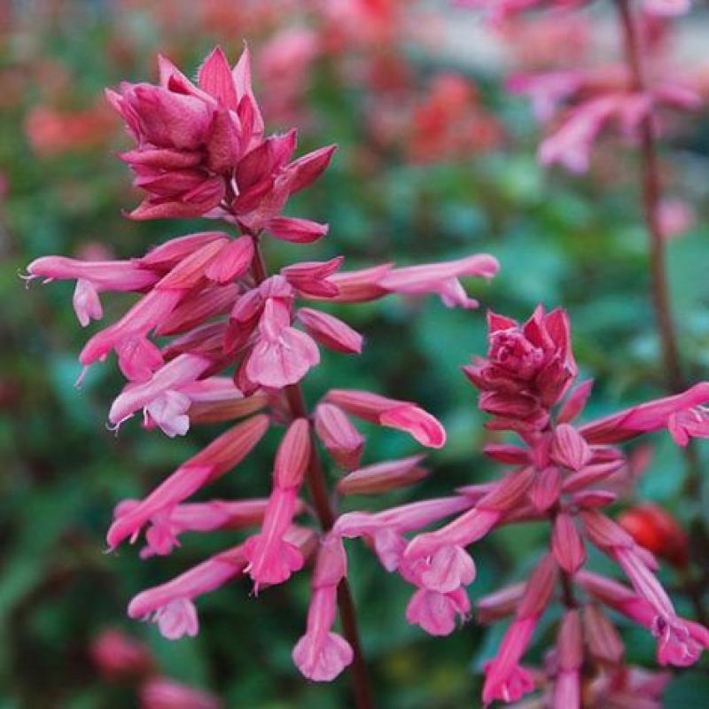 Salvia 'skyscraper Pink' - View 19 from www redcrocus com