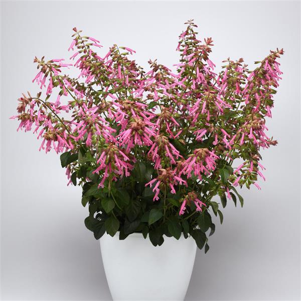Salvia 'skyscraper Pink' - View 1 from www redcrocus com