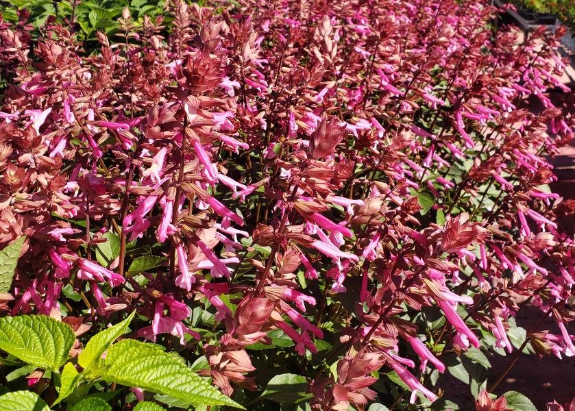 Salvia 'skyscraper Pink' - View 20 from www redcrocus com
