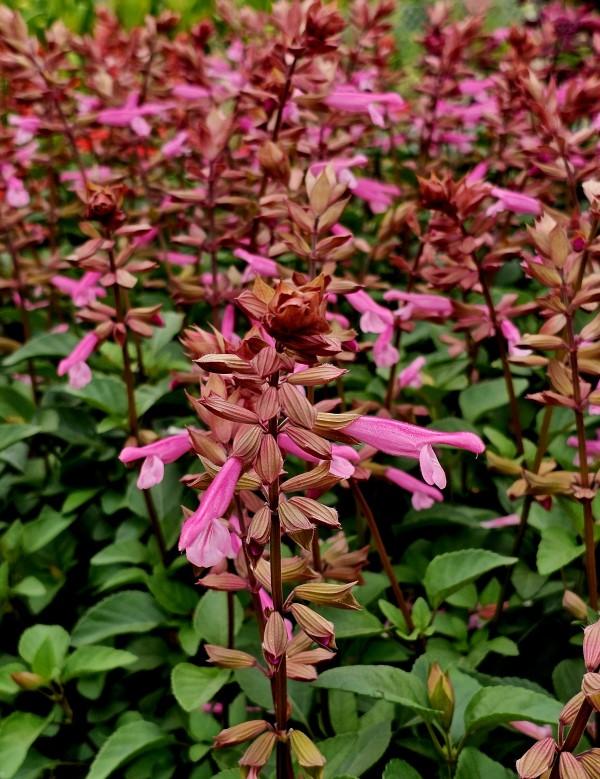 Salvia 'skyscraper Pink' - View 21 from www redcrocus com
