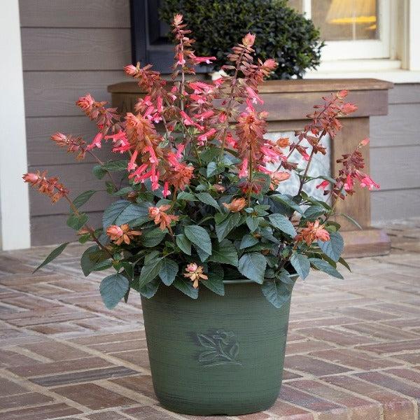 Salvia 'skyscraper Pink' - View 22 from www redcrocus com