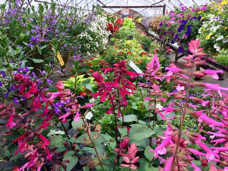 Salvia 'skyscraper Pink' - View 23 from www redcrocus com