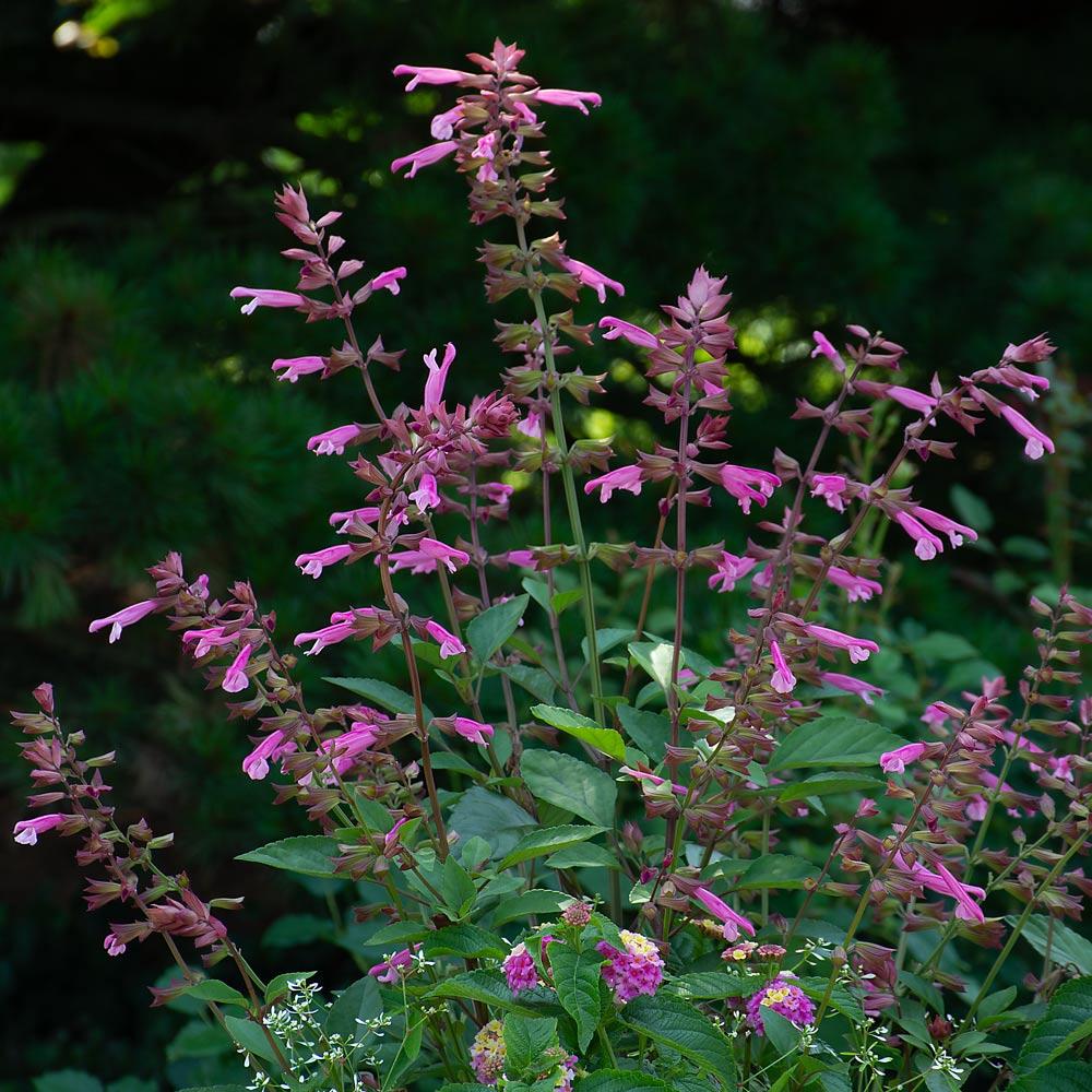 Salvia 'skyscraper Pink' - View 24 from www redcrocus com
