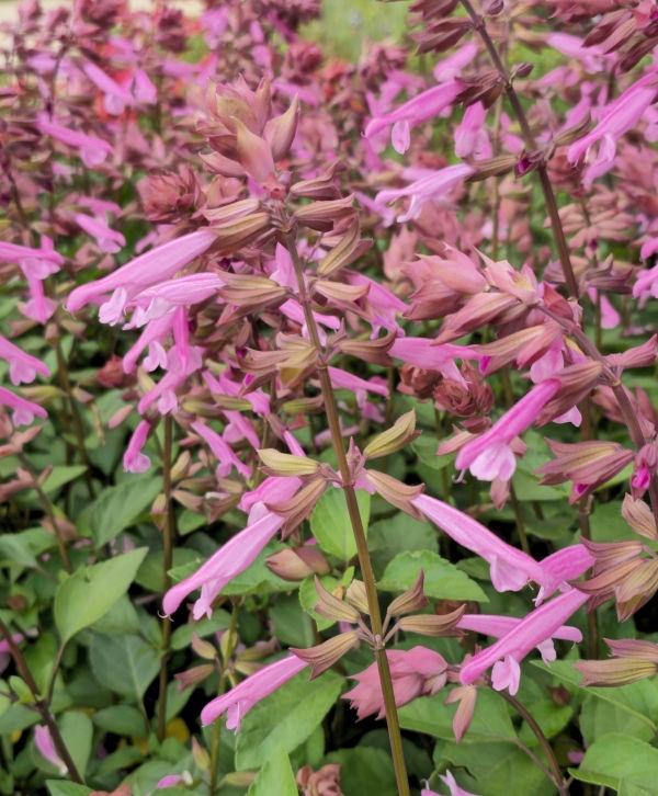 Salvia 'skyscraper Pink' - View 25 from www redcrocus com