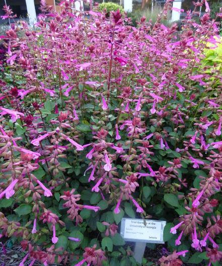 Salvia 'skyscraper Pink' - View 26 from www redcrocus com