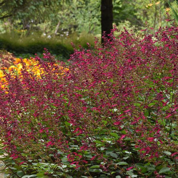Salvia 'skyscraper Pink' - View 27 from www redcrocus com