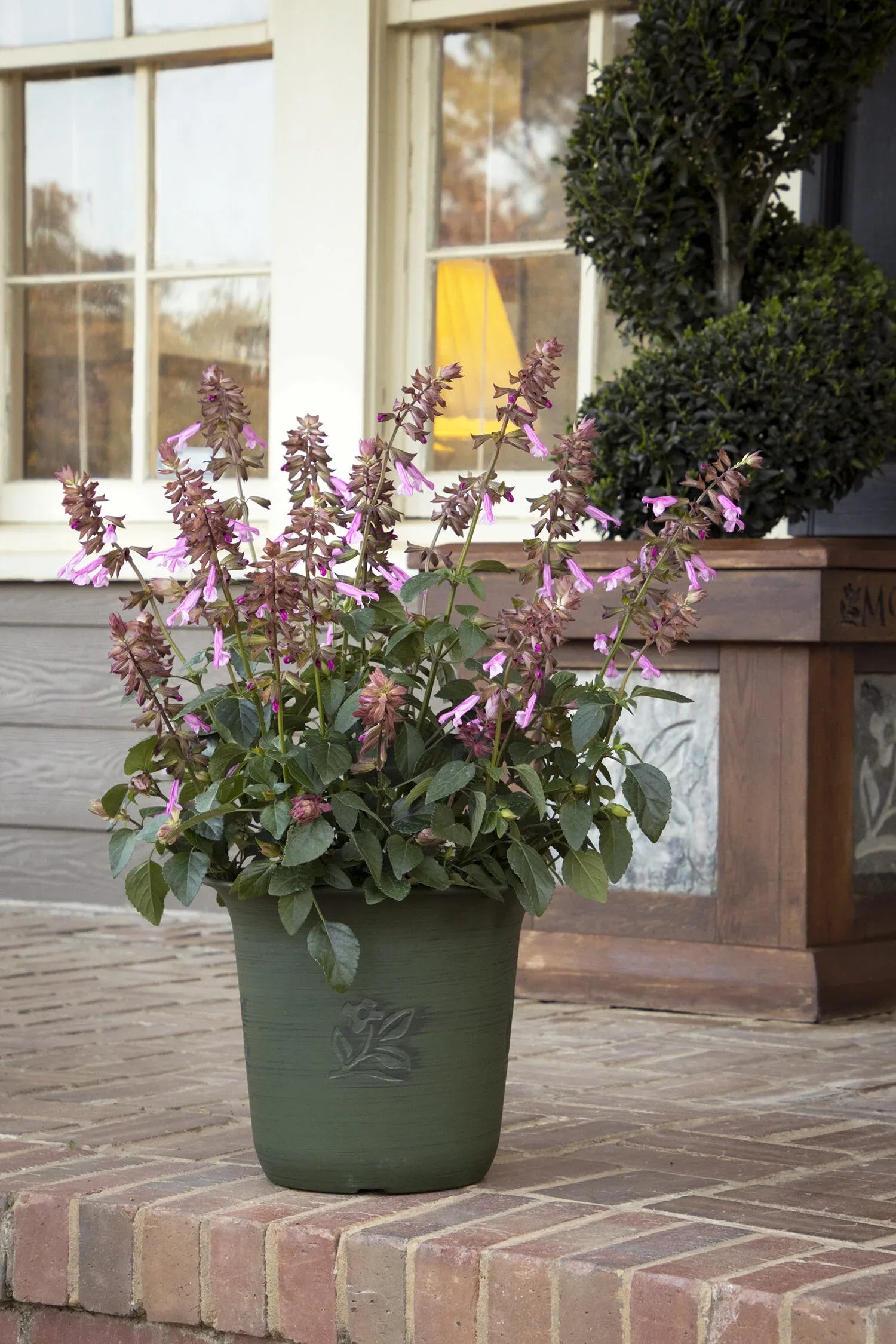 Salvia 'skyscraper Pink' - View 28 from www redcrocus com