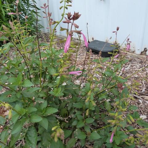 Salvia 'skyscraper Pink' - View 29 from www redcrocus com