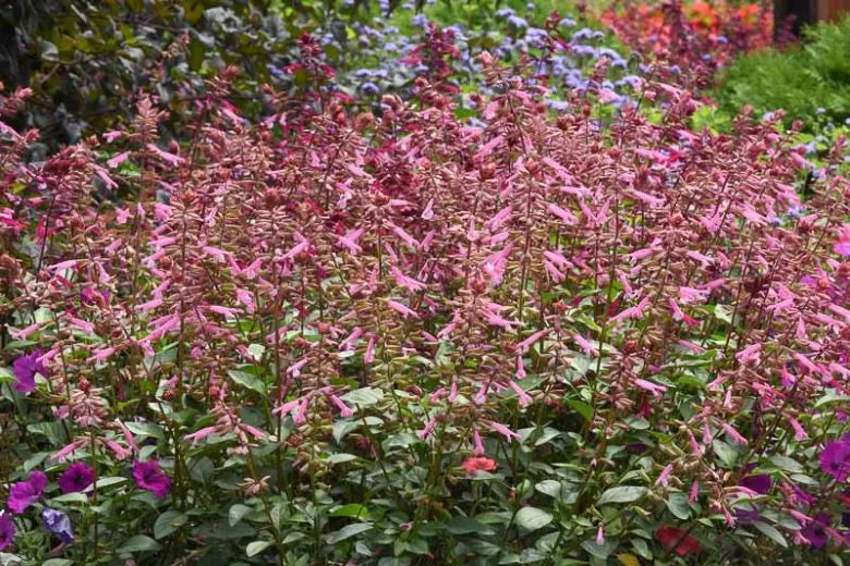 Salvia 'skyscraper Pink' - View 2 from www redcrocus com